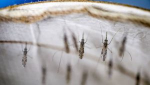 mosquitos no covid