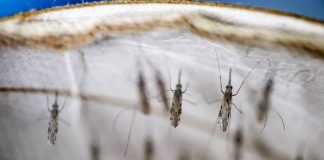 Los mosquitos no transmiten el Covid-19