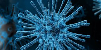 EE.UU: descubren anticuerpo que neutraliza al Covid-19