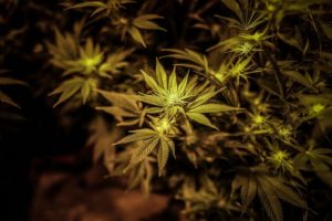 cannabis 2