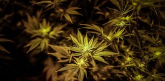 San Martín regulará el autocultivo de cannabis para uso medicinal