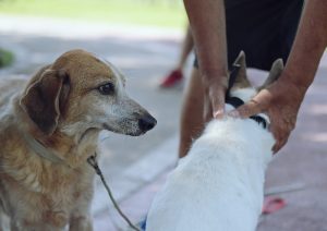 perros