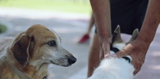 San Fernando: cómo proteger a los animales durante las fiestas