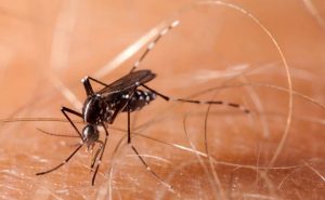 DENGUE 2021
