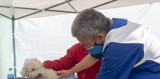 Rabia humana, lo que tenés saber