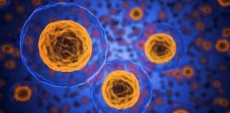 Cáncer de próstata: identifican una molécula de ARN que suprime los tumores