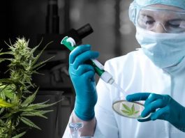 Cannabis: nuevas condiciones para el registro del programa de cultivo controlado