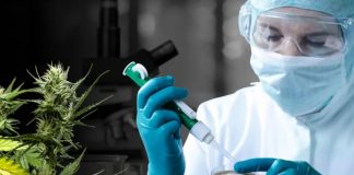 Cannabis: nuevas condiciones para el registro del programa de cultivo controlado