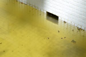 Dengue - foto 1