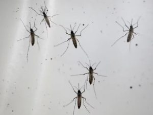 Dengue - foto 1