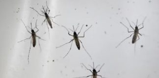 Dengue y chikungunya: cuál es la situación epidemiológica en Argentina