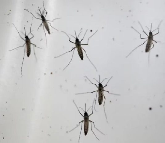 Dengue y chikungunya: cuál es la situación epidemiológica en Argentina