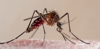 Dengue y Chikungunya: situación epidemiológica en argentina y medidas de prevención