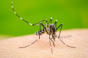 1 mosquito aedes aegypti