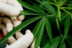 Reprocann (1)