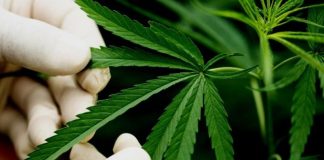 Cannabis: el gobierno anunció cambios en el cultivo de la planta