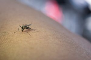 dengue caba 1