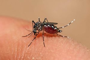dengue - foto 2