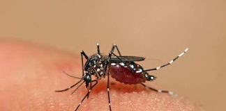 San Fernando: cómo prevenir el dengue y qué hacer ante sus síntomas