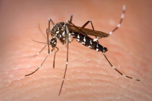 dengue