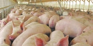 Triquinosis: recomendaciones ante el brote en 9 municipios de la Provincia