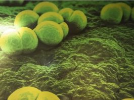 Streptococcus Pyogenes: cuál es la situación epidemiológica de esta bacteria