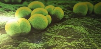 Streptococcus Pyogenes: cuál es la situación epidemiológica de esta bacteria