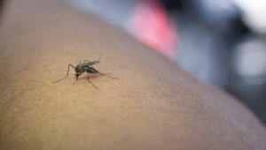 Dengue y nutricion_1