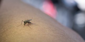 Dengue: 40 municipios bonaerenses se suman a la red de vigilancia nacional