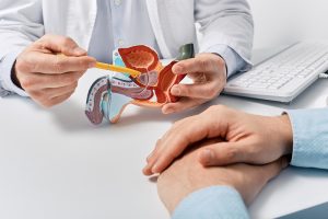 Prostate,Disease,And,Treatment.,Male,Reproductive,System,Anatomical,Model,In