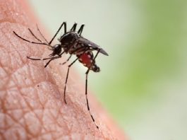 Dengue: recomiendan fortalecer la vigilancia debido al aumento de casos en la región