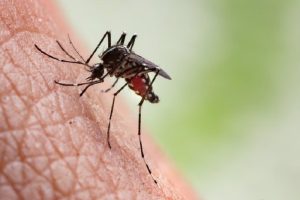 dengue 2025